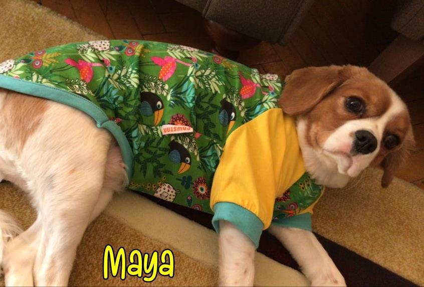 Pawstar Tukan Kedi Köpek Kıyafeti Sweat X Large Bilişim